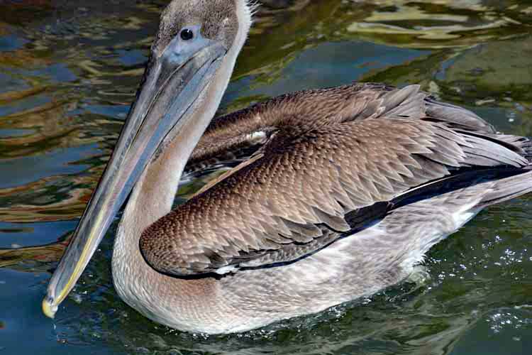 brown pelican in water